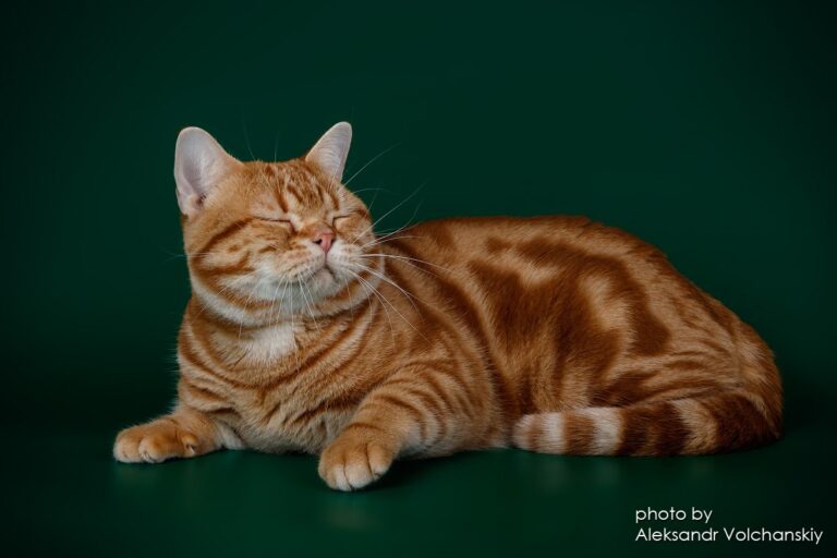 Quincy1