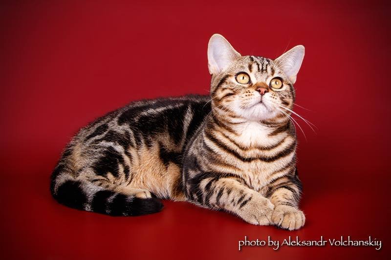 Gold Bastet Ecler