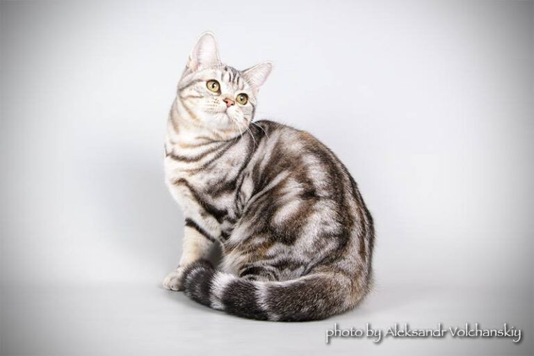 phoca_thumb_l_03
