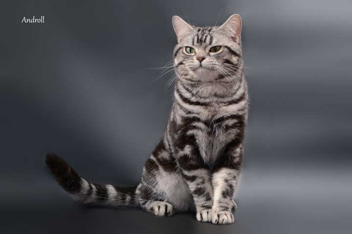 silverboy