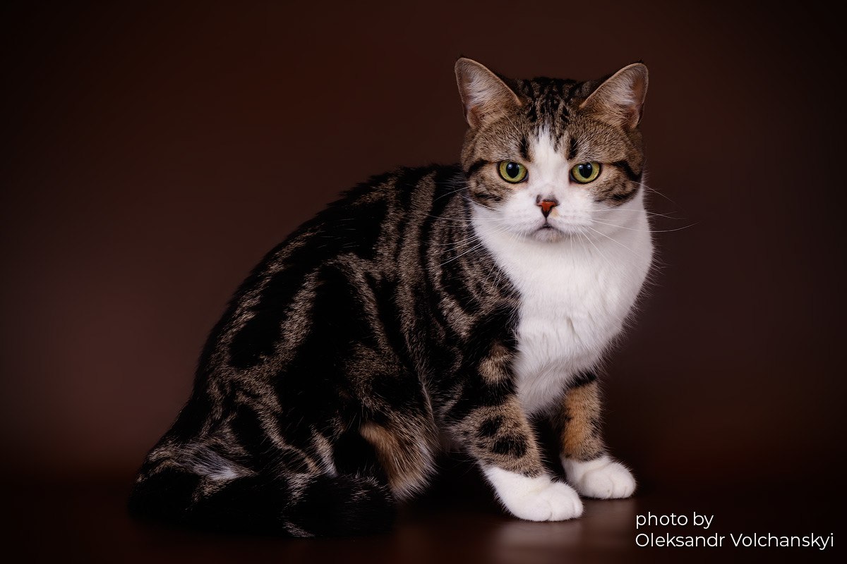 Artemisia Cat Lapa of Gold Bastet